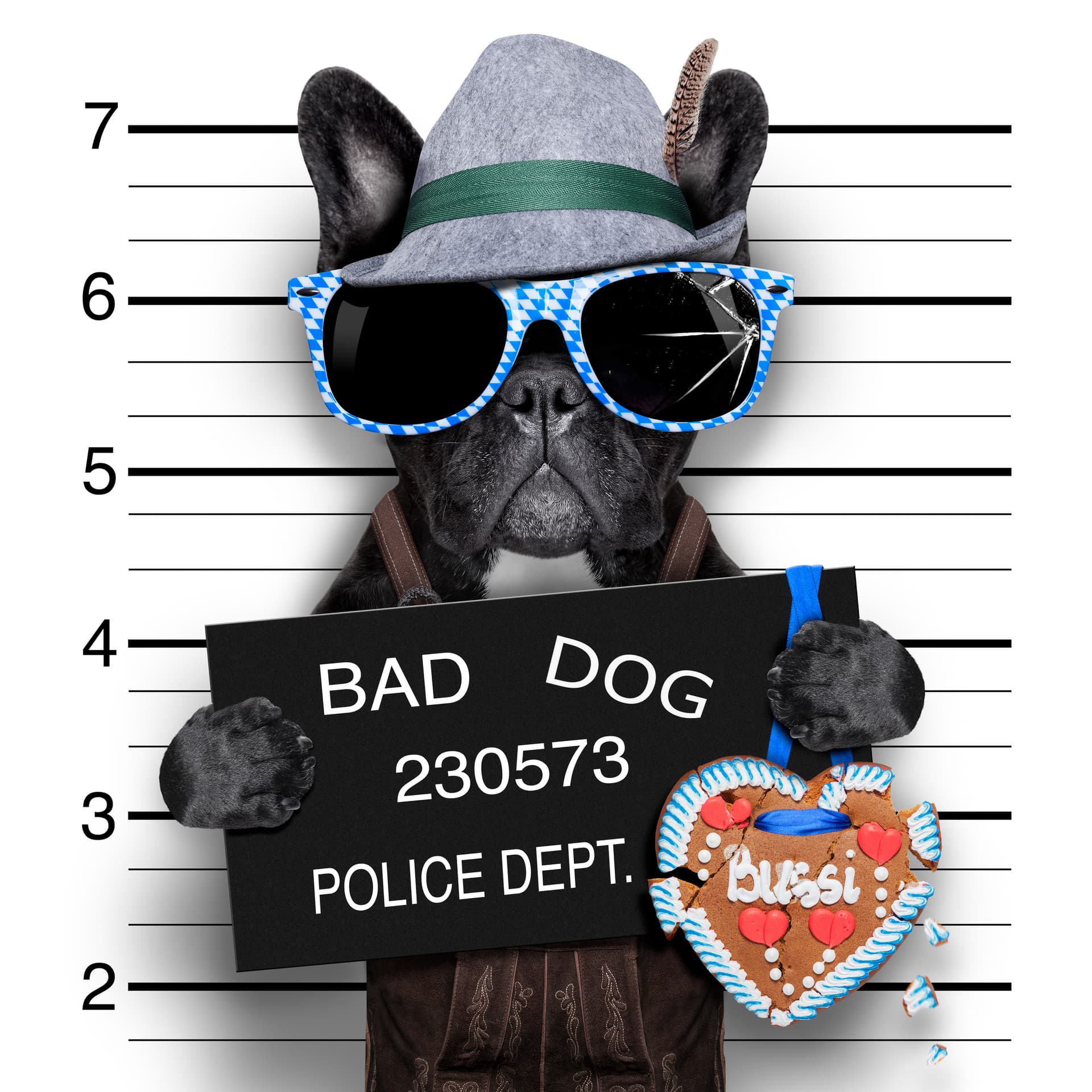 "Bad Dog 230573" (Bavarian Bulldog)
