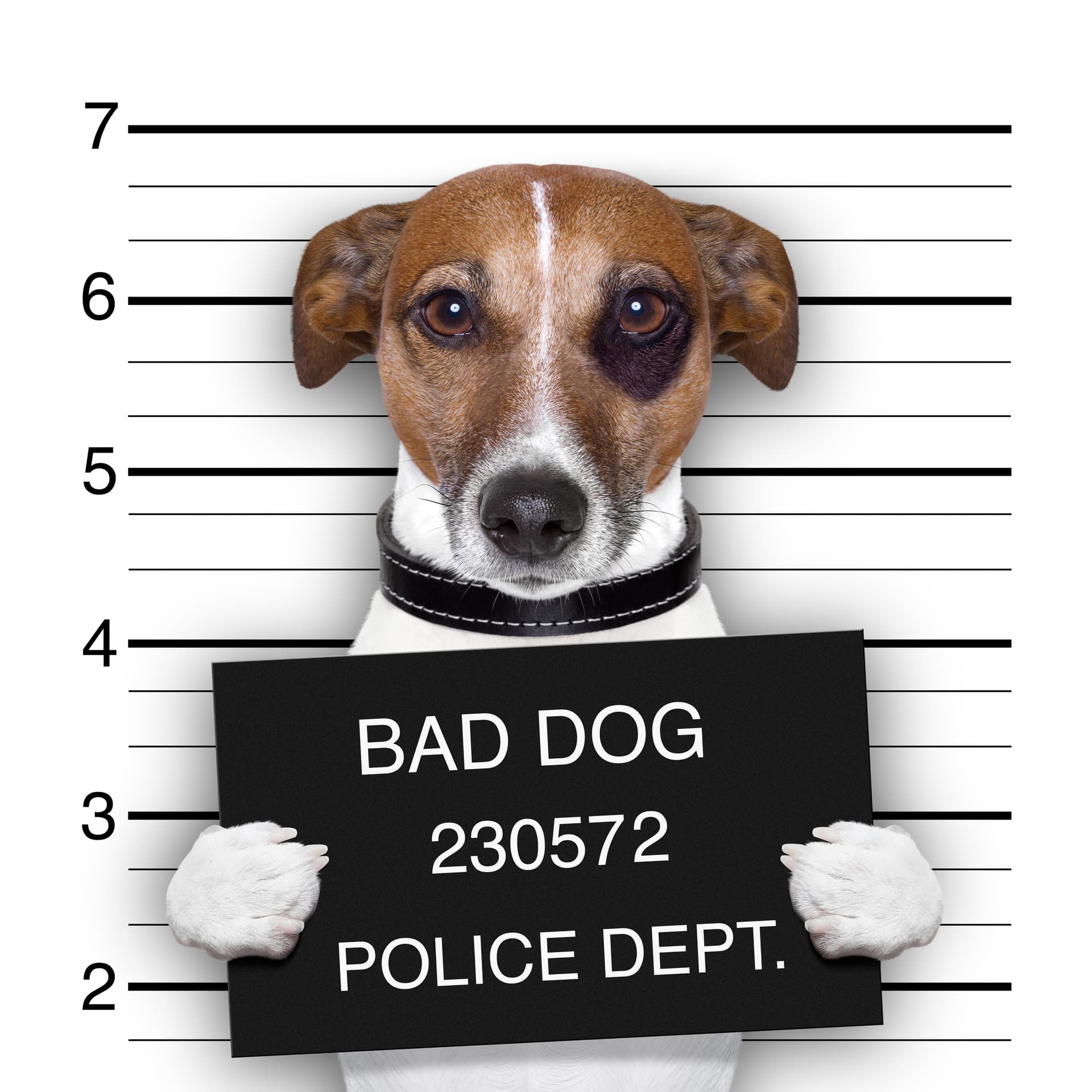 "Bad Dog 230572" (Jack Russell Classic)