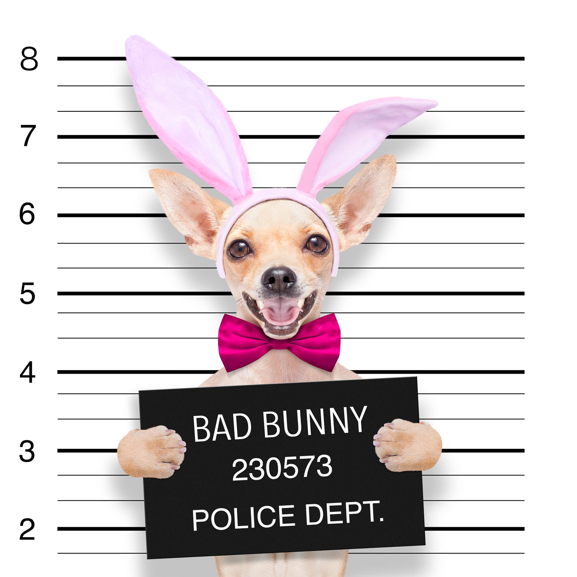"Bad Bunny 230573" (Chihuahua in Disguise)