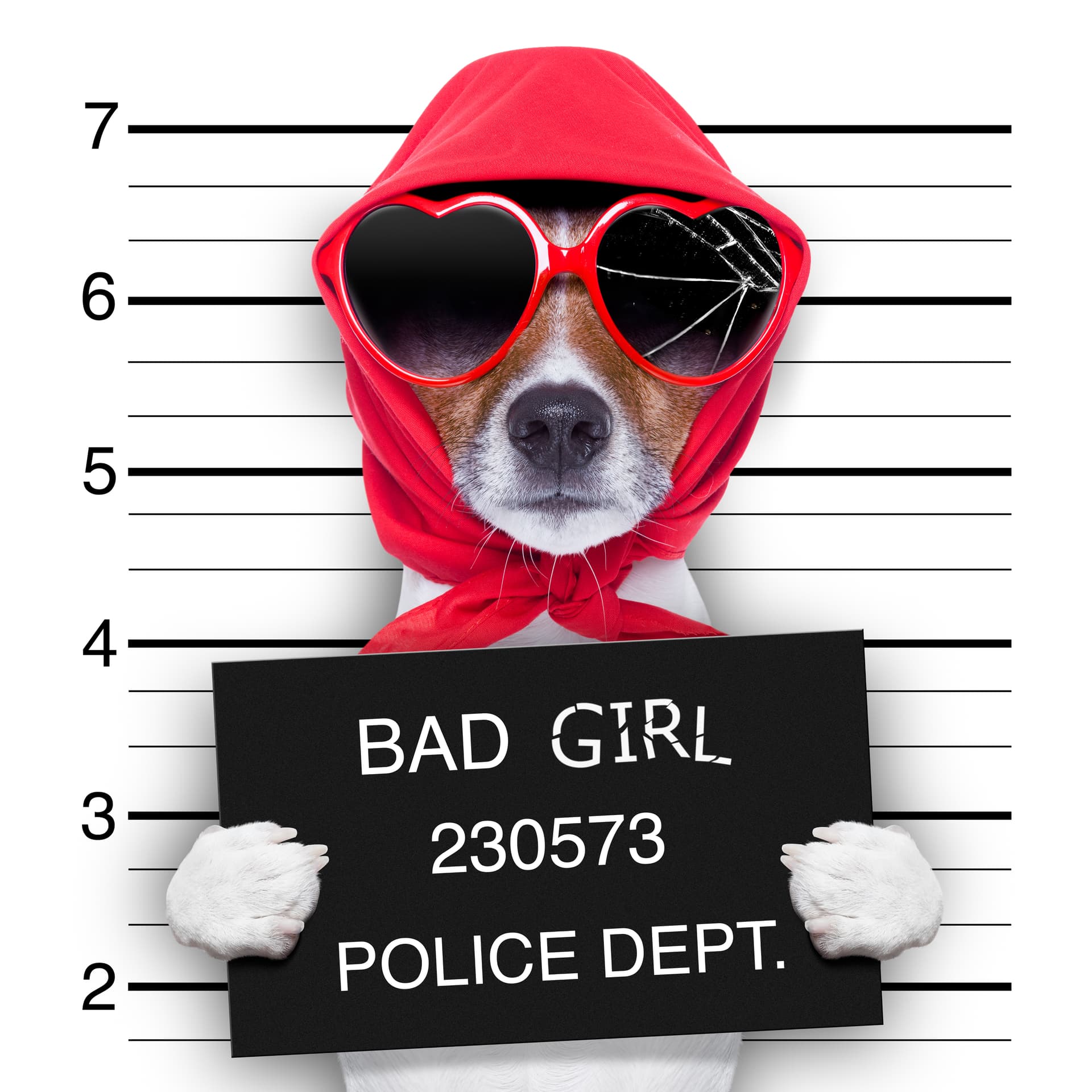 "Bad Girl 230573" (Jack Russell in Red)