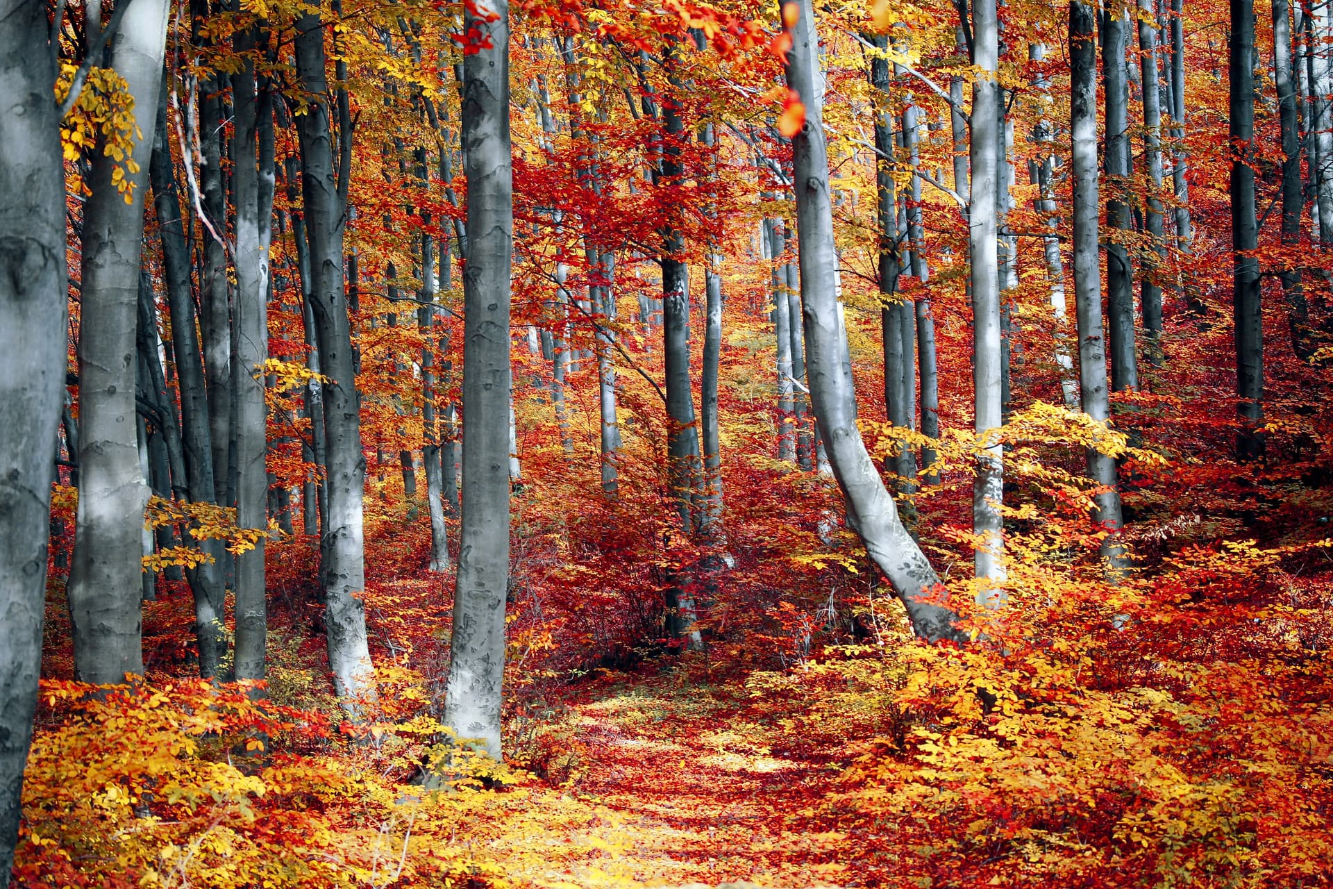 "Cathedral of Fire" Autumn Forest in Full Flame