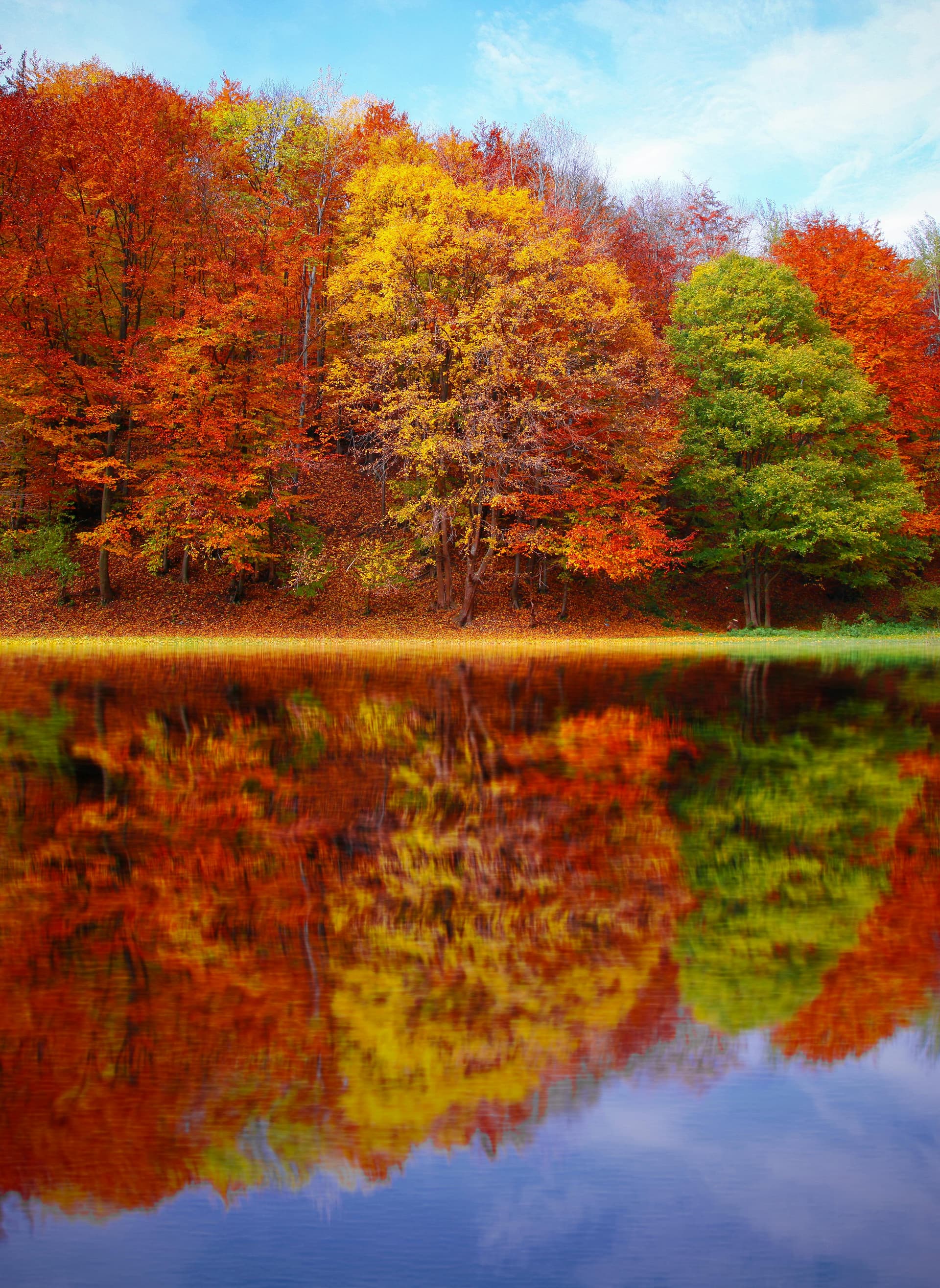 "Autumn's Perfect Mirror" A Forest Reflected in Still Water